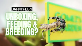 Unboxing & Setting Up MY NEWEST JUMPING SPIDERS 🕷