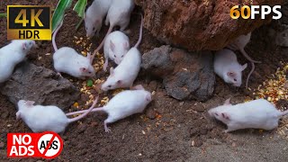 Cat TV Mice: Mice Climbing and Playing in Harmony