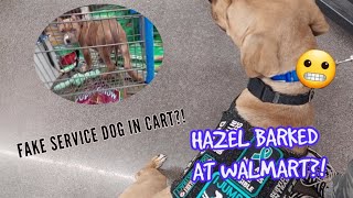 Hazel is Having a Sudden Fear Period..?!