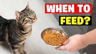 What's the Perfect Feeding Schedule for My Cat?