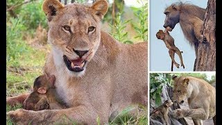 National Geographic   Lions Documentary   Natgeo Animals HD