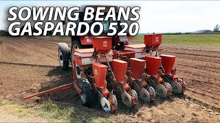 SJETVA GRAHA | SOWING BEANS | GASPARDO 520