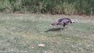 Trail Cam Photos & Videos (05/04/25-05/11/25) - Lake Alan Henry Wildlife Cam - Texas