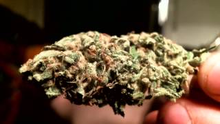 Super Silver Haze & Pineapple Express Salad Rips