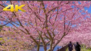 cherry blossoms in Japan #sakura