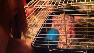 Little girl and cat hand feeding a pet rat