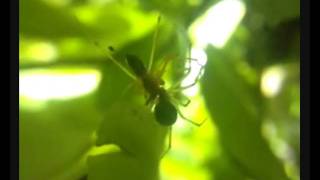 Nimbus Nature Trail presents Mating Money Spiders