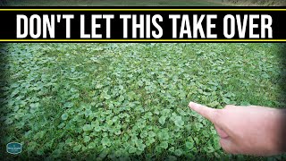 This Will Take Over Your Lawn!! // Get Rid Of Creeping Charlie, Ground Ivy, Wild Violet