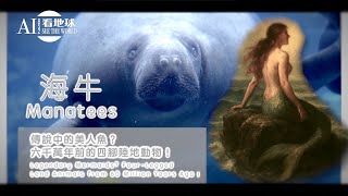 粵語【海牛 - 傳說嘅美人魚？六千萬年前嘅四腳陸地動物！】AI 852 看地球 - 生物篇 ｜#動物 ｜#知識 ｜#冷知識 ｜#animals ｜#knowledge ｜#trivia