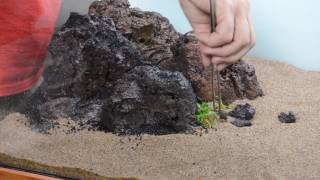 New Aquascape:  75-gallon - Part 2