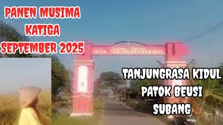 THIRD HARVEST SEASON SEPTEMBER 2025 TANJUNGRASA KIDUL PATOKBEUSI SUBANG