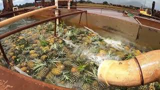 Hawaii's Dole Farm: Where Pineapple Dreams Come True