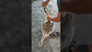 kanga yoksi sendong yamna leiba jibani.