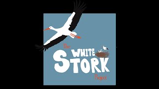 White Storks at Knepp