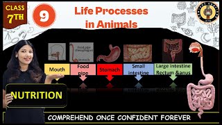 Life Processes in Animals | Nutrition | Class 7 Science Chapter 9 | Science Curiosity