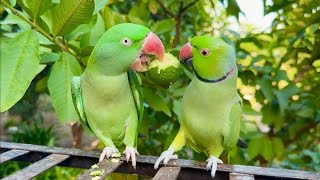 Parrot voice video|Green Talking Parrot|Mithu ki Aavaj|Cute Parrot videos|#usa​#funny​ ‎⁨@parrot।