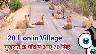 Young Lion's Family | Asiatic lions Come in to Village | gir forest , asiatic lions