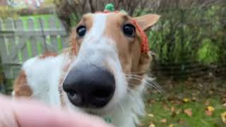 Tundra the borzoi