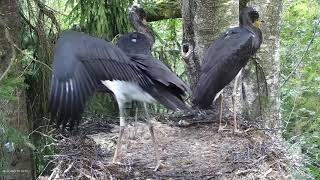Must-toonekurg / Ciconia nigra (Nest 2) - 2021 08 17 07 55 29