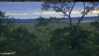 Savannah Birds 10/3/2022 - Bald Eagles by the Marsh this morning 🦅🦅 (Cam 1 View)