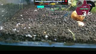 Blue dream shrimp Tank Live Stream