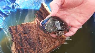 spotted turtles