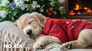 12 Hours Of Dog Calming Music 🐶🌸 Healing Dog Sleep Music💖Relaxation for Dogs 🐕 No Ads
