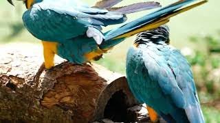 THIS VIDEO VERY INTERESTING FLOWERS.   BARISHAL MUSIC.