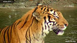 Tiger Lake - Big Cat Rescue | Highlights 2016 -2023