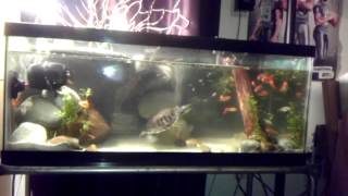 Saijoun's Turtle tank