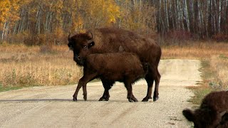 PUSHY BABY BISON - Riding Mountain National Park, Canada Oct. 2024