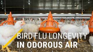 How long does bird flu remain infectious in the air of poultry facilities, and can plasma help?