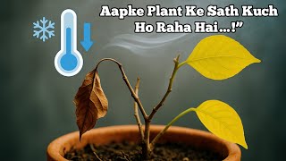 “Thand Padte Hi Ye Changes Zaroor Hote Hain!”“Aise Weather Mein Plant Kuch Nahi Karega!”