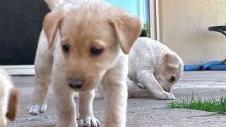 POINTING LABRADOR RETRIVER PUPPIES
