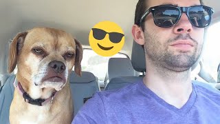 I dare you not to LAUGH at these FUNNY DOGS 😁🦮 - Best Funny Animals Videos 2025 #223