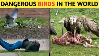 Top 10 Most Dangerous Birds In The World // Dangerous Bird In The World Hindi