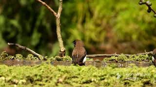 @ Wildlife videography # white rumped munia taking bath..