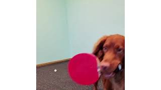 Dog Trick:  PingPong