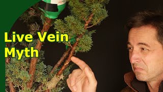 Juniper Bonsai Live Vein TRUTH (Juniper Spiral Cuts Don’t Kill Branches)