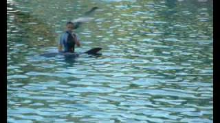 Dolphin show pt 4/5