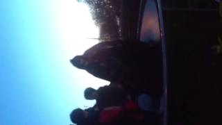 Harlem shake