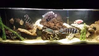 125 gallon frontosa update