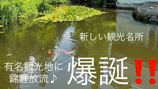 超有名観光地に【錦鯉】放流。