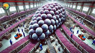 How Farmers Harvest Snow Grapes - Snow Grape Winery Process | Farming Documentary