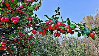 KASHMIR--- BEAUTIFUL APPLE ORCHARD I Apple garden in kashmir, orchard experience #orchard #apple