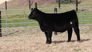 Lot 4