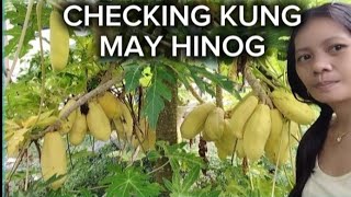 CHECKING KUNG MAY HINOG || MAY CUTE PAPAYA 🥰🥰