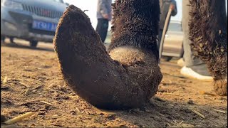 De-stress! This old donkey's hooves haven't been trimmed in 8 years, extremely painful!