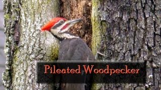 Pileated Woodpecker Saint Johns Florida