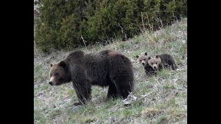 Bowling Bear Cubs - Yellowstone National Park